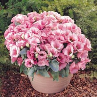 Эустома, лизиантус серия Флорида F1 Pink