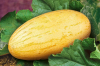 Дыня Торпеда