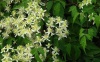 Клематис короткохвостый (Clematis brevicaudata) 0,2 гр