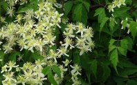 Клематис короткохвостый (Clematis brevicaudata) 0,2 гр Клематис короткохвостый (Clematis brevicaudata) 0,2 гр