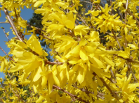 Форзиция пониклая (Forsythia suspensa) 0,1 гр.