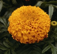 Бархатцы прямостоячие Moonstruck F1 Orange Coated Хупта, 455503192 100 семян