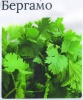 Кориандр Бергамо