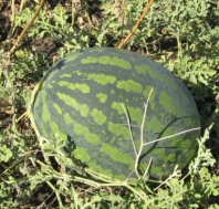 Арбуз Холодок