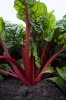 Свекла листовая Мангольд Рубарб F1 Япония 10.000 семян