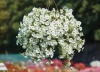 Петуния ампельная Velvet F1 White