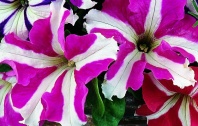 Петуния крупноцветковая Донна F1 Star Rose & White