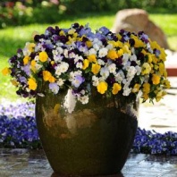 Виола Виттрока ампельная Cool Wave F1 Mix Виола Виттрока ампельная Cool Wave F1 Mix