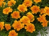 Бархатцы отклоненные Super Hero Orange, 1.000 др. coated