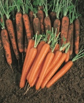 Морковь Сопрано F 1
