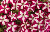 Петуния Изи Вейв, Бургунди Стар F1