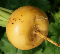 Репа Петровская