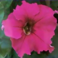 Петуния крупноцветковая Суперкаскад F1 Pink, Pelleted 1.000 др