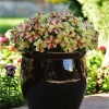 Петуния крупноцветковая Софистика F1 Lime Bicolor, Pelleted Хупта, 4552 20 др.