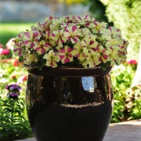 Петуния крупноцветковая Софистика F1 Lime Bicolor, Pelleted Хупта, 4552 20 др.