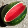 Арбуз Васко F1