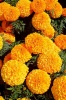 Бархатцы прямостоячие Moonstruck F1 Orange Detailed Хупта, 455503191 30 семян