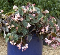 Бегония гибридная ампельная (зеленая и бронзовая листва) Ikonix F1 Mix, pelleted Хупта, 455558351 30 шт. Бегония гибридная ампельная (зеленая и бронзовая листва) Ikonix F1 Mix, pelleted Хупта, 455558351 30 шт.