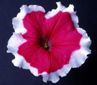Петуния многоцветковая Кэнди, Candy F1 Rose Picotee Хупта арт. 9371 100 др