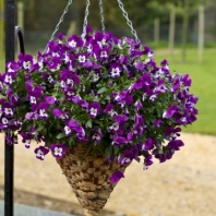 Виола Виттрока ампельная Freefall F1 Purple & White Primed, Хупта 9491 30 шт.