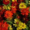 Цинния Захара ZAHARA MIX Bonfire