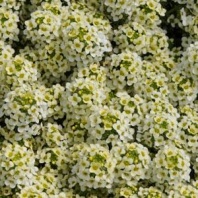 Алиссум Easter Bonnet Lemonade Алиссум Easter Bonnet Lemonade