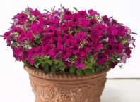 Петуния Бейби Джоконда Purple F1 Ампельная Арт. 55519142 Pelleted 100 драже