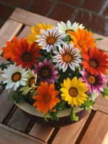 Гацания New Day F1 Mix