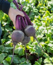 Свекла Бохан  F1