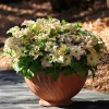 Петуния крупноцветковая Софистика F1 Antique Shades, Pelleted 100 др.