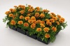 Бархатцы отклоненные Super Hero Orange Bee, Хупта, 4889817 100  др. Coated