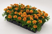 Бархатцы отклоненные Super Hero Orange Bee, Хупта, 4889817 100  др. Coated