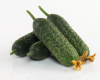 Огурец Абсолют F1