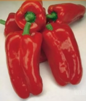 20 Перец Помпео F1 красный удлиненно кубический, Нидерланды 20 семян