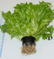 Салат Фриллис