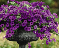 Петуния Изи Вейв, Блю F1 Петуния Изи Вейв, Блю F1