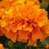 Бархатцы триплоидные Zenith F1 Deep Orange Coated 1.000 семян