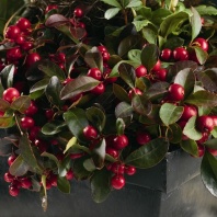 Гаультерия лежачая Winter Pearls, Red Baron Хупта, 4889773 100 семян Гаультерия лежачая Winter Pearls, Red Baron Хупта, 4889773 100 семян