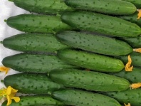 Огурец индетерминантный Северное Сияние F1