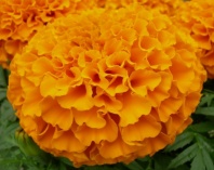 Бархатцы прямостоячие Тайшан F1 Оранж Бархатцы прямостоячие Тайшан F1 Оранж