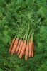 Морковь Самсон