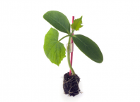 Подвой Ферро F1 Подвой Ферро F1