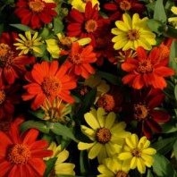 30 Цинния мариландская Захара ZAHARA MIX Bonfire Coated Хупта 5555041 30 шт