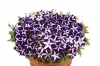 Петуния Джоконда Blue&Whit F1 Ампельная арт. 9242 Pelleted 100 драже