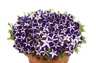 Петуния Джоконда Blue&Whit F1 Ампельная арт. 9242 Pelleted 100 драже