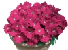 Петуния Джоконда Rose&W/White Eye F1 Ампельная арт. 9282 100 семян