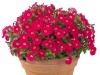 Петуния Бейби Джоконда Deep Rose Eye F1 Ампельная Арт. 55519171 Pelleted 30 драже