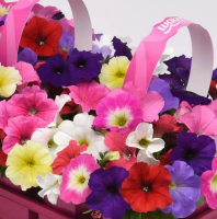 Петуния E3 Изи Вейв F1 Formula Mixture Петуния E3 Изи Вейв F1 Formula Mixture