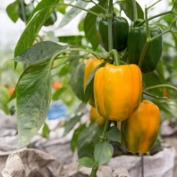 Перец Иланга F1 Перец Иланга F1