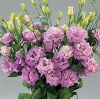 Эустома, лизиантус крупноцветковый серия Супер Магик I-II F1 Lilac